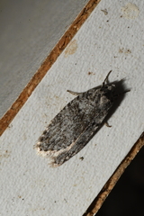 Semioscopis inornata