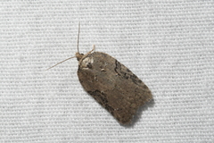 Acleris chalybeana
