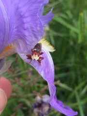 Myopa dorsalis