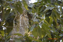 Pheugopedius maculipectus