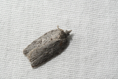 Acleris maximana