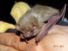 Lasiurus ega