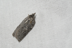 Acleris maximana