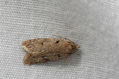 Semioscopis megamicrella