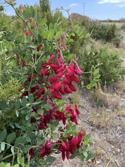 Lathyrus splendens