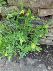 Sisymbrium officinale