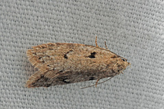 Semioscopis megamicrella