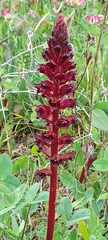 Orobanche foetida