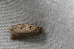 Semioscopis megamicrella