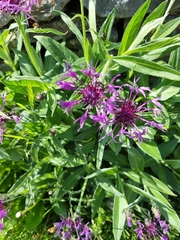 Centaurea montana