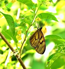 Athesis clearista