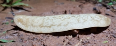 Laevicaulis natalensis image