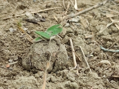 Locusta migratoria cinerascens