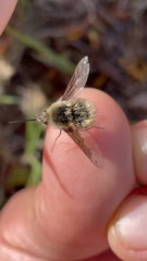 Bombylius fimbriatus