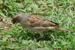 Passer rufocinctus
