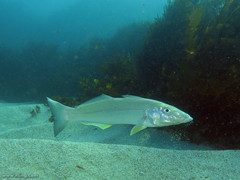Sillago ciliata
