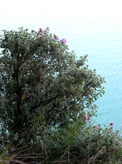 Cistus creticus eriocephalus