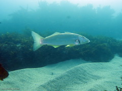 Sillago ciliata