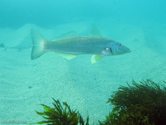 Sillago ciliata
