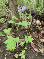 Hydrophyllum appendiculatum