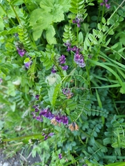 Vicia sepium