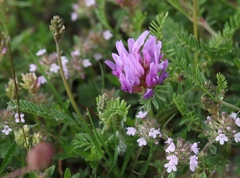 Astragalus onobrychis
