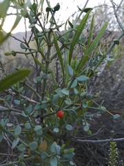 Viscum rotundifolium