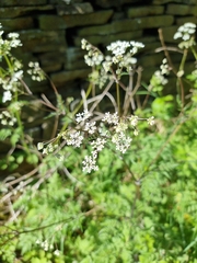 Anthriscus sylvestris