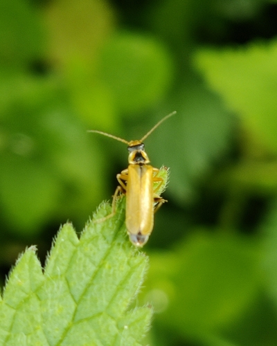 Cantharis decipiens, Schinnen, photo 8 of 10