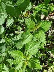 Urtica dioica