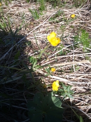 Ranunculus