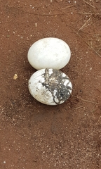 Struthioniformes