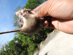 Heteromys irroratus