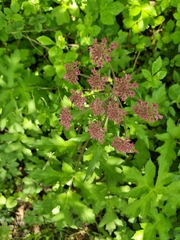 Heracleum sphondylium