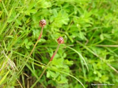 Armeria arenaria