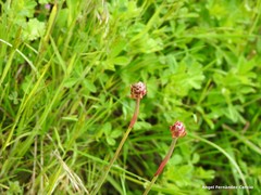 Armeria arenaria