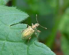 Polydrusus pterygomalis