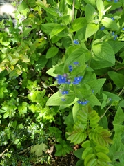 Pentaglottis sempervirens