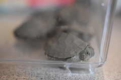 Graptemys geographica