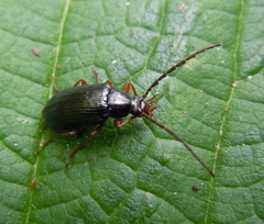 Gonodera luperus