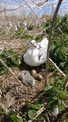 Larus delawarensis