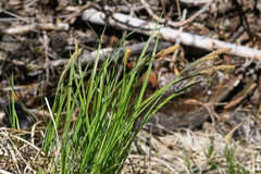 Carex senta