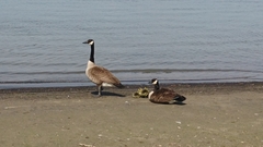 Branta canadensis