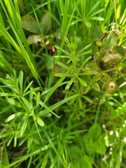 Galium aparine