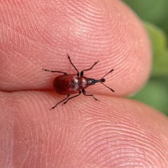 Merhynchites bicolor