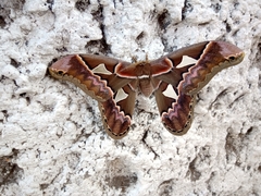 Rothschildia orizaba