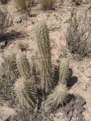 Oreocereus leucotrichus