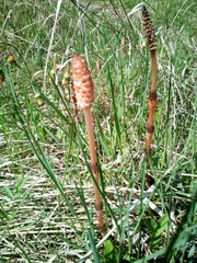 Equisetum arvense