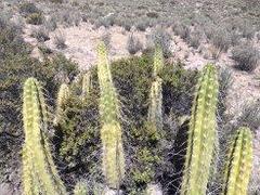 Corryocactus brevistylus