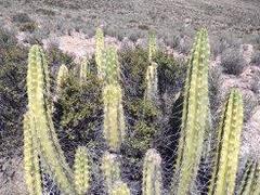Corryocactus brevistylus